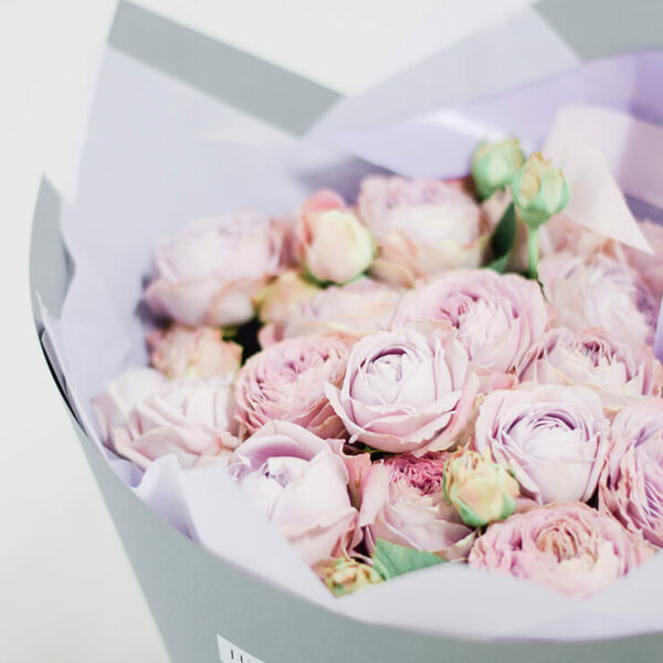 Violetinės spalvos bijūninės rožės