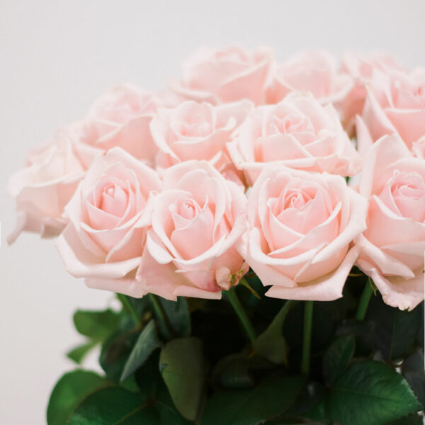 Skintos rožinės rožės