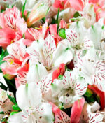 Švelni alstromerijų puokštė - Image 2