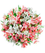 Švelni alstromerijų puokštė - Image 3