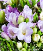 Baltai violetinė frezijų puokštė - Image 3