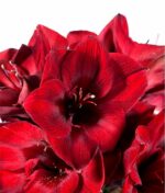 Raudonų amarilių puokštė - Image 2