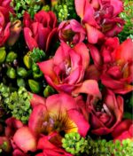 Raudonų frezijų puokštė - Image 3