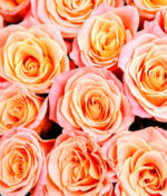 Puokštė "Rožių švelnumas" - Image 3