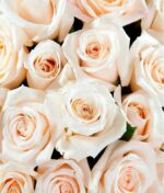 Kreminių rožių puokštė - Image 3