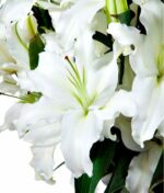 Baltų lelijų puokštė - Image 2