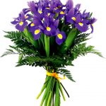 Mėlynų irisų puokštė