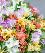 Įvairiaspalvės alstromerijos