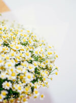 Ramunėlių puokštė