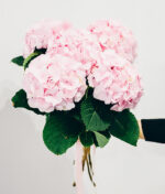 Rozines hortenzijos puokste