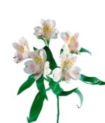 Alstromerija - Image 2