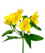 Alstromerija - Image 3