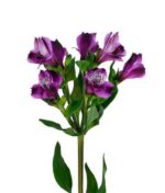 Alstromerija - Image 5