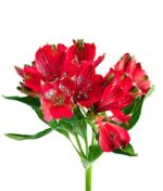 Alstromerija - Image 4