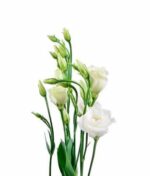 Eustoma - Image 3