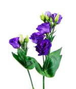 Eustoma - Image 2
