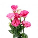 Eustoma