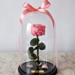 Mieganti rožė po gaubtu / PINK