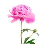 Rausvos spalvos bijūnai