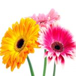 Gerbera