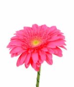 Gerbera - Image 3