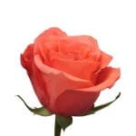 skintos-rozes-koralines.jpg