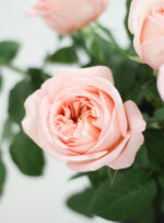 Bijūninė rožė pink expression