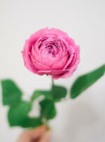 Misty bubbles bijūninė rožė