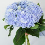 Melsvų hortenzijų puokštė