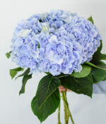 Melsvų hortenzijų puokštė