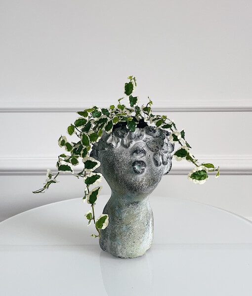 Kambarinis augalas fikusas dekoratyviniame vazone