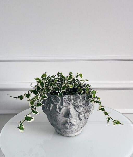 Vazoninis augalas fikusas dekoratyviniame inde